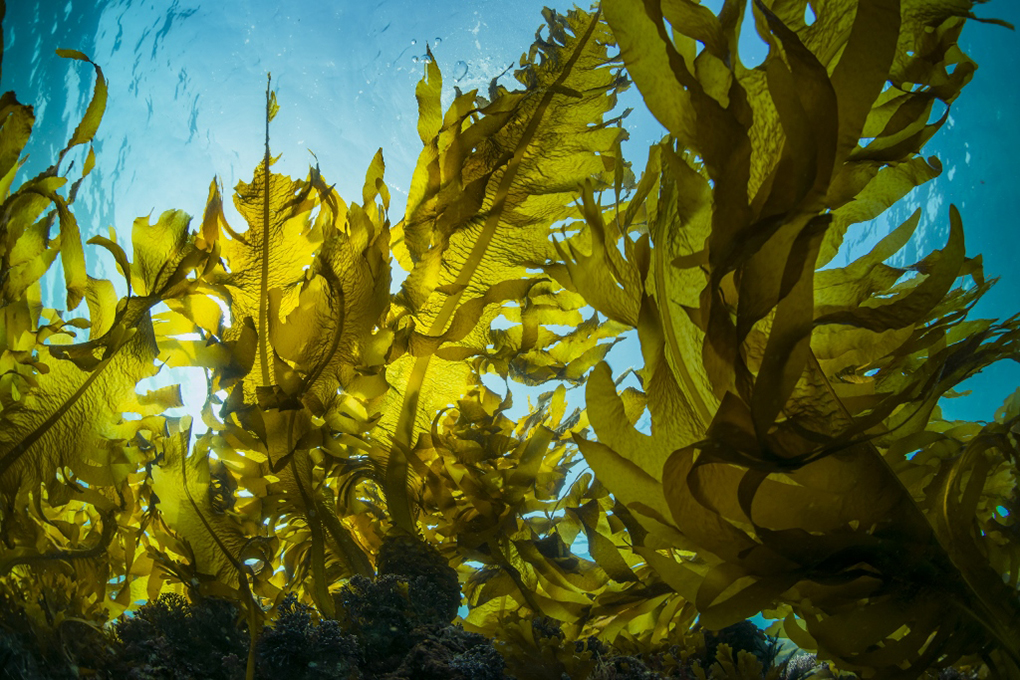 Water: Carbon Sinking Kelp Farms - Cambridge Associates